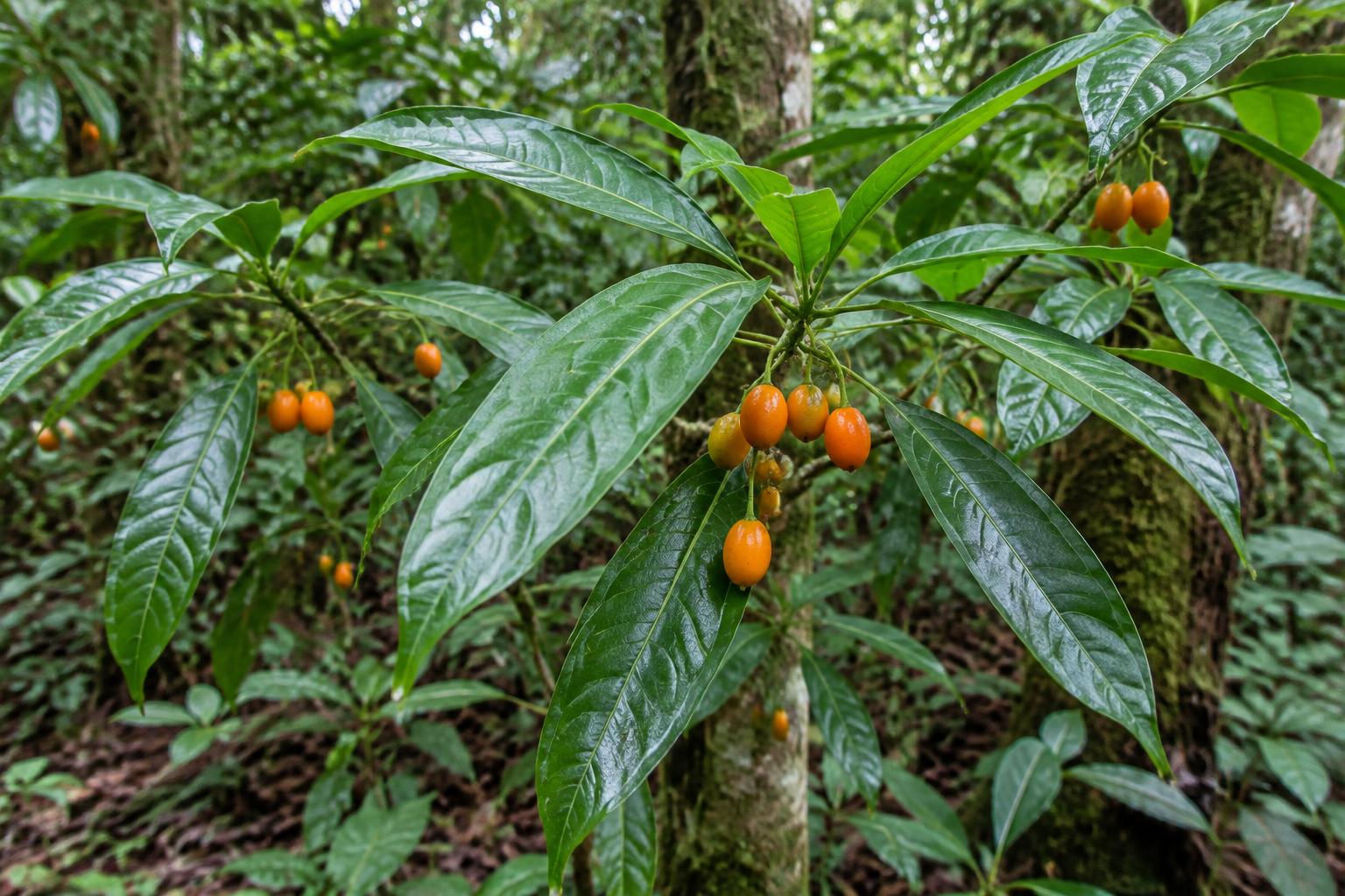 Botanical illustration of an iboga shrub with green leaves and orange fruits